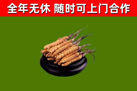 加格达奇烟酒回收冬虫夏草.jpg